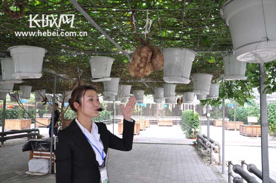 第十五届中国(廊坊)农产品交易会26日开幕