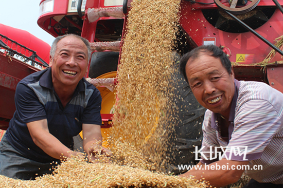 河北省成安县长巷乡大边董村村民看着收获的小麦喜上心头