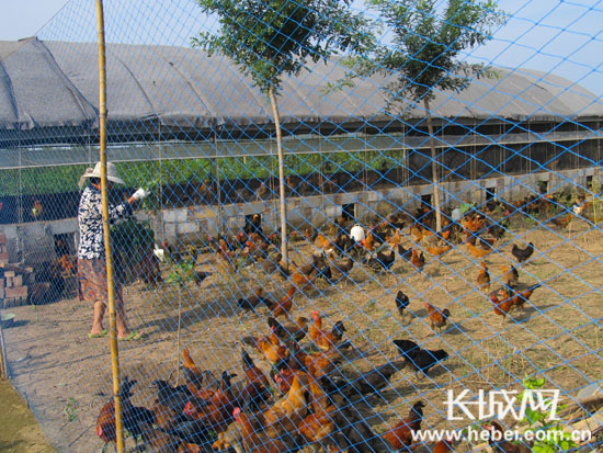 深州市赵马头村养鸡户的千只柴鸡和鸡蛋寻销路