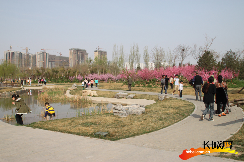 【高清图】沧州名人植物园花开啦 市民园内赏花