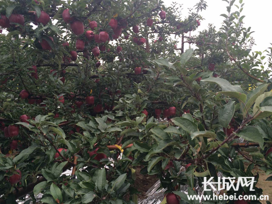 天水市麦积区南山万亩苹果基地，“花牛”苹果长势喜人
