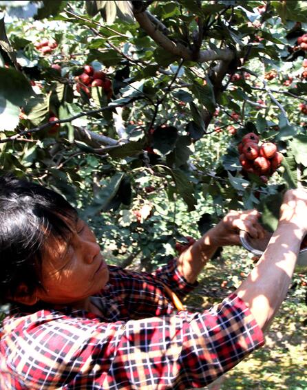 晋州市马于镇西贾庄村民收获山楂 特色种植助农增收