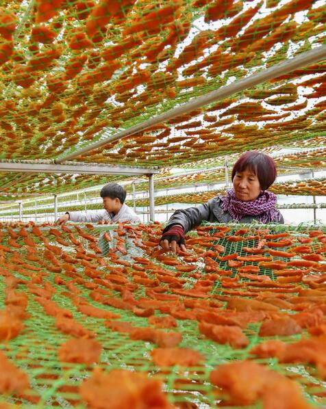  河北卢龙：种植鲜食型甘薯 促进农民增收