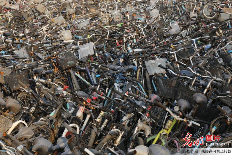 郑州大学清理数千辆废旧自行车 场面壮观似“钢铁坟墓”
