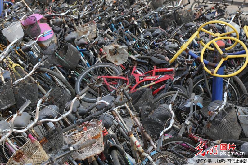 郑州大学清理数千辆废旧自行车 场面壮观似“钢铁坟墓”
