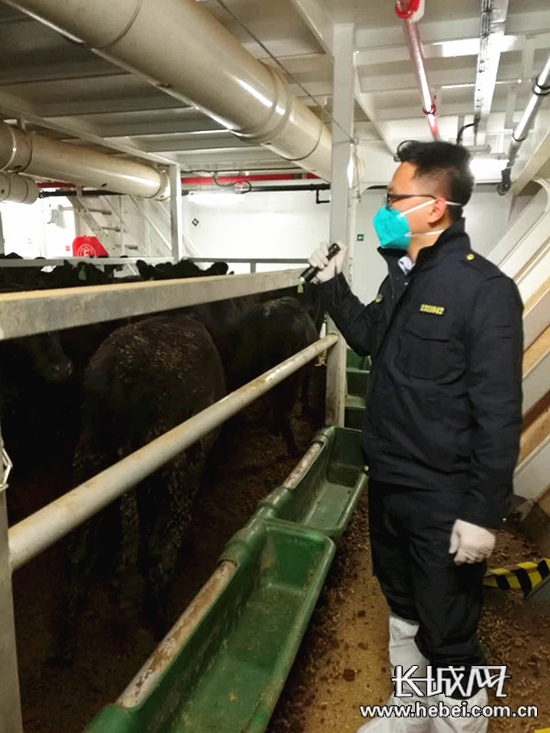 工作人员对种牛实施入境检疫。