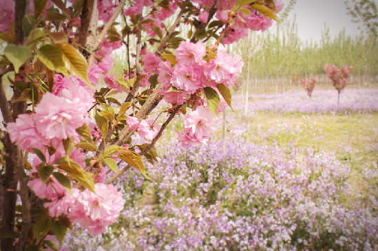 不用去日本 在石家庄就有赏樱花的好地方
