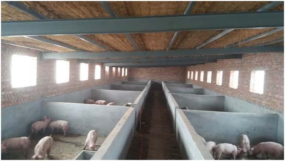 经济贫困的村落,巨鹿县政府先期投入5万元盖了相对标准的养猪场,西促