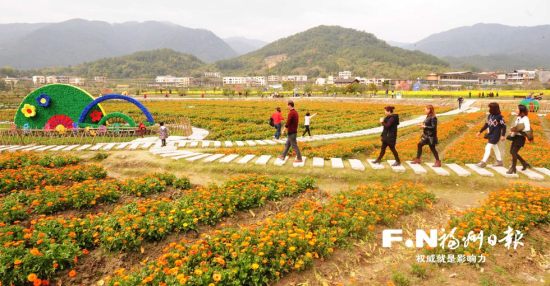 闽侯孔元村"花之谷"人气回升