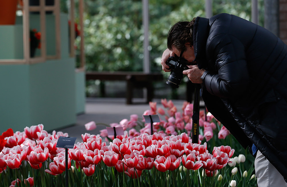 3月21日，在荷兰利瑟的库肯霍夫公园，一名参观者拍摄郁金香。