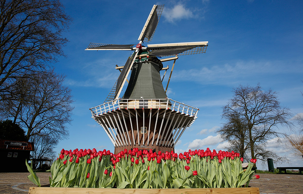 这是3月21日在位于荷兰利瑟的库肯霍夫公园拍摄的郁金香和风车。