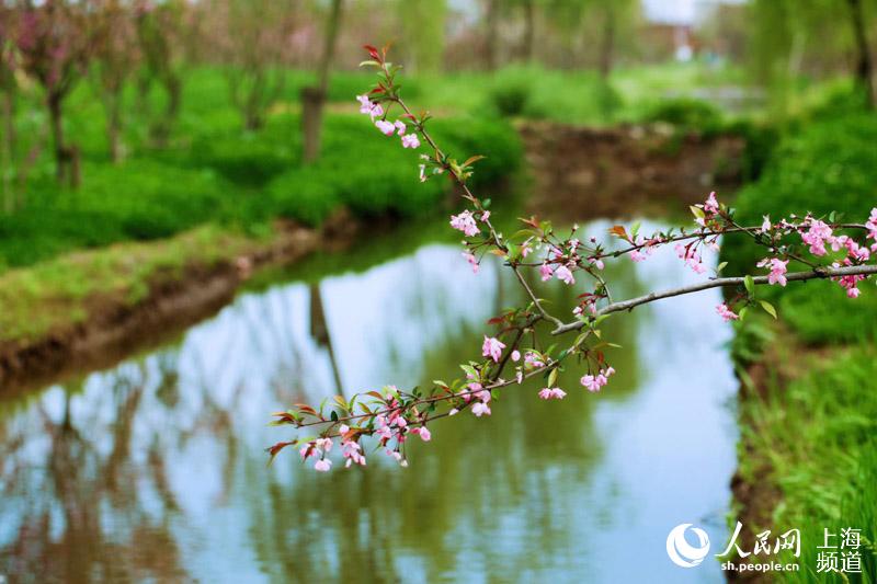 漫游"仙境"崇明 共赏海棠花开