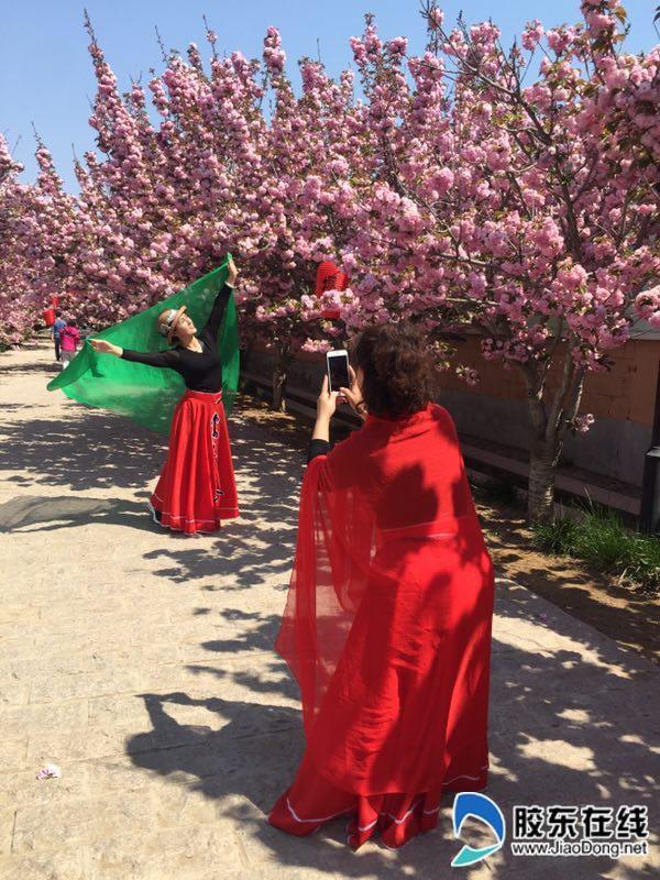 莱阳濯村樱花节迎来盛花期 摄影大赛吸引上千幅作品参赛