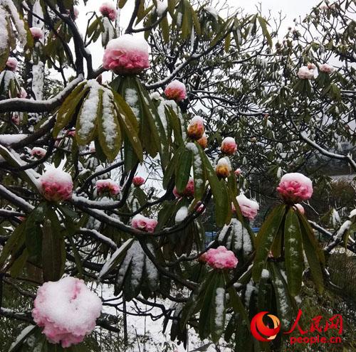 传说中的“冰雪杜鹃”