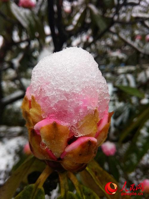 “冰雪杜鹃”