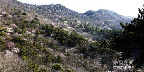 随州大洪山野樱花迎来盛放时节