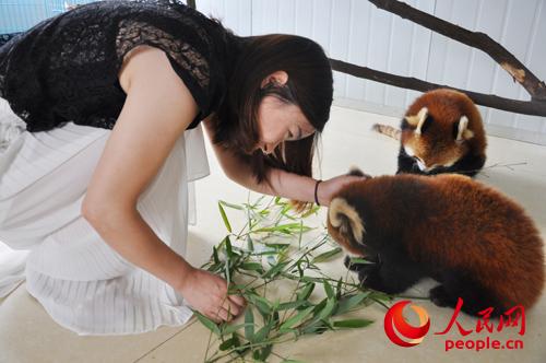 游客喂食小熊猫