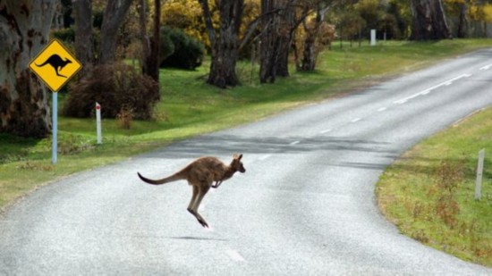 沃尔沃自动驾驶汽车澳洲遭遇难题 难识别袋鼠