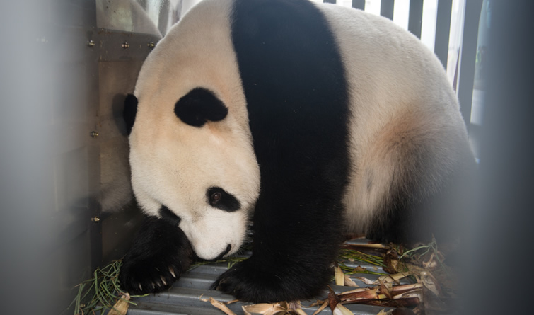  大熊猫“彩陶”“湖春”抵达印度尼西亚 