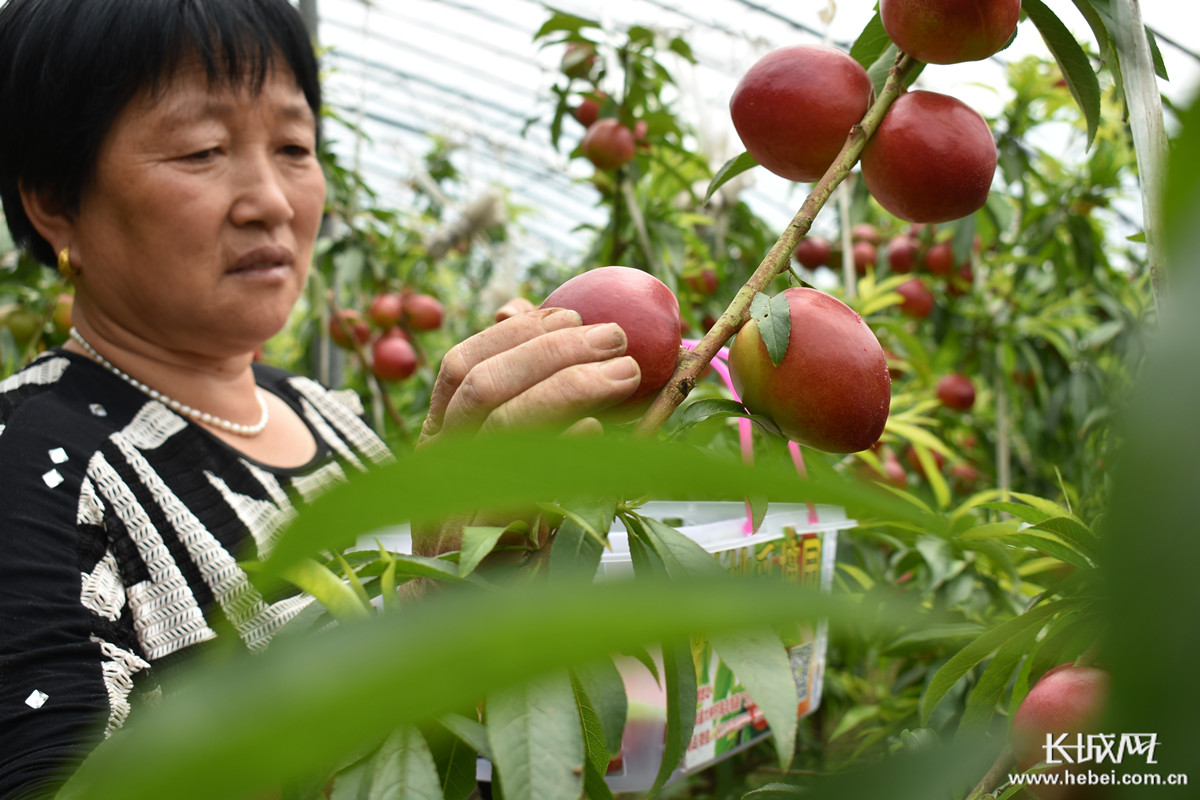 南和县大力发展特色果蔬种植助力农民增收