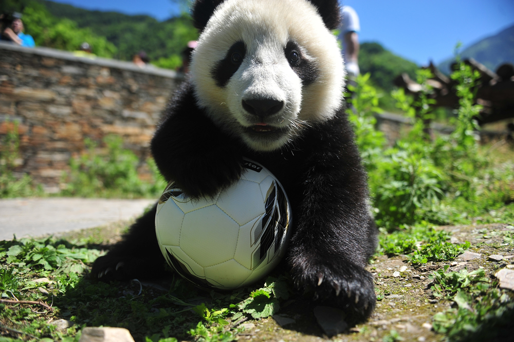 四川阿坝:熊猫玩转世界杯 8只滚滚踢足球