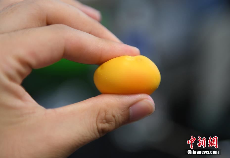 浙江大学与杭州市监局实验破解乒乓球鸡蛋等谣