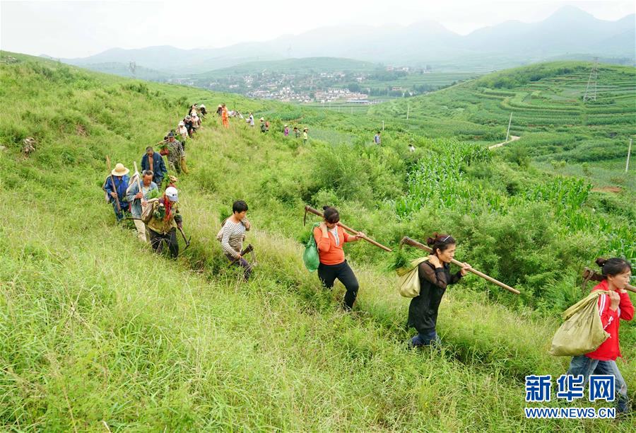 8月8日,滦县九百户镇小井峪村村民雨后背着树苗来到村外的山上植树.
