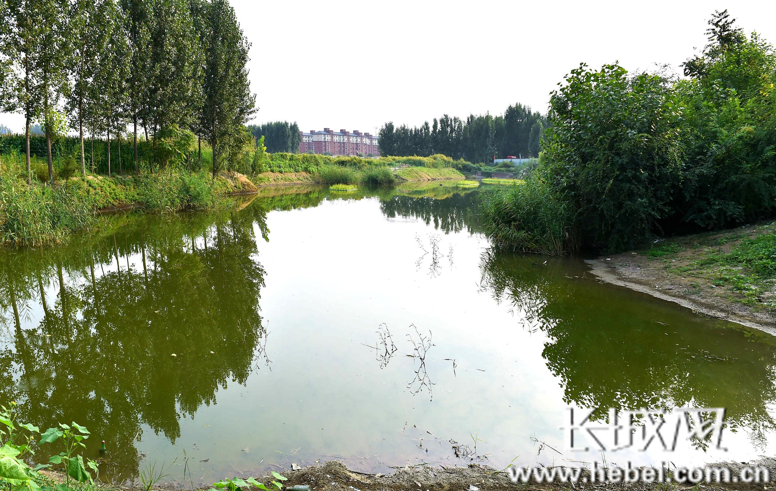 河北建设集团安装公司雄安纳污坑塘治理纪实