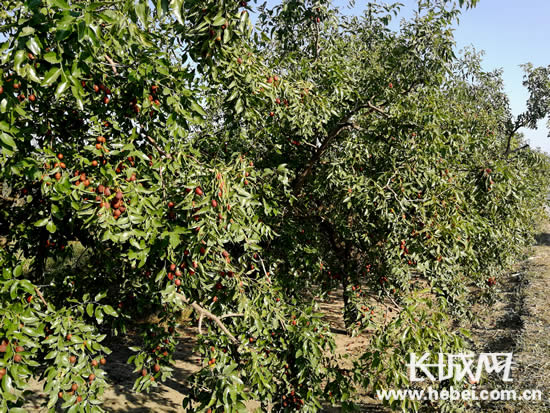 河北省沧县程庄子村北的红枣树上累累硕果。长城网 郭洪杰 摄