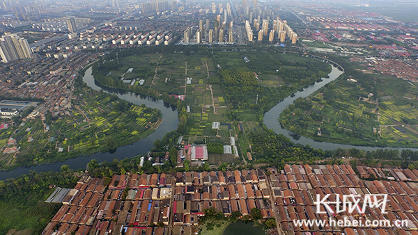 沧州市大运河沿线绿化开展补植补种 