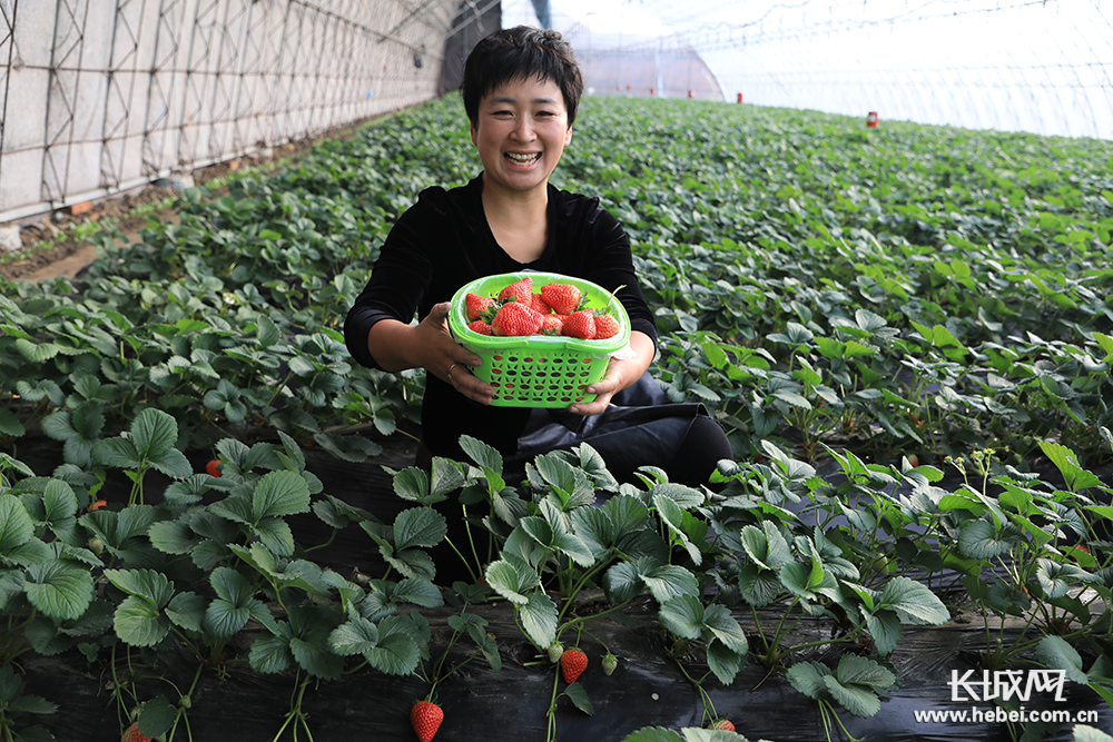 唐山丰润:农家女草莓棚里趟富路