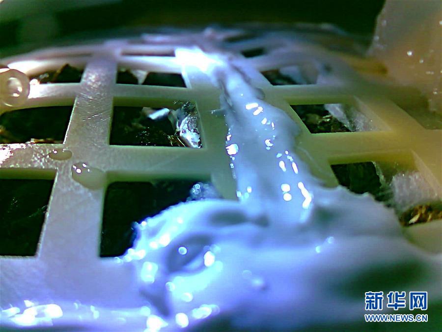 （图文互动）嫦娥四号生物科普试验载荷中的棉花种子发芽