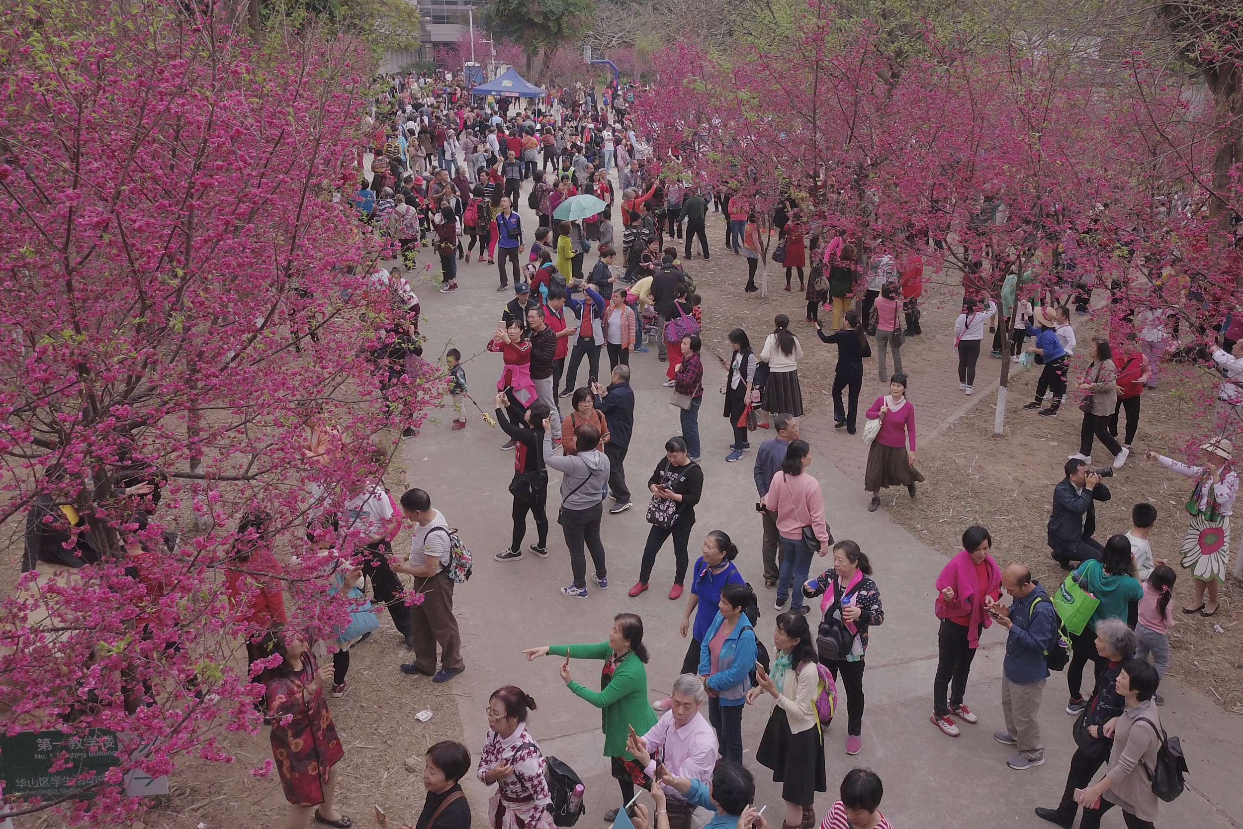 广州:春色关不住 游客满华农