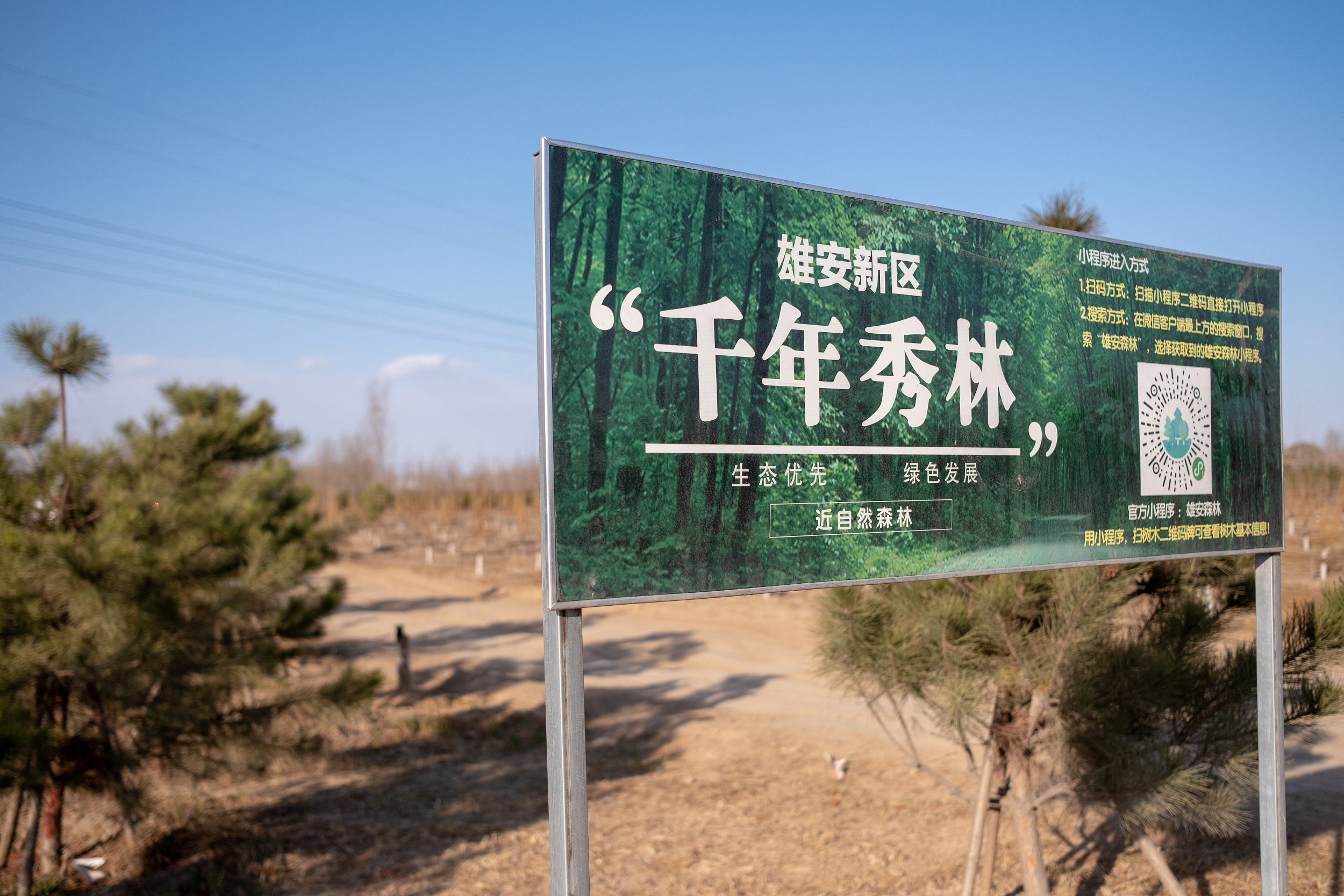 探访河北雄安"千年秀林"9号地块