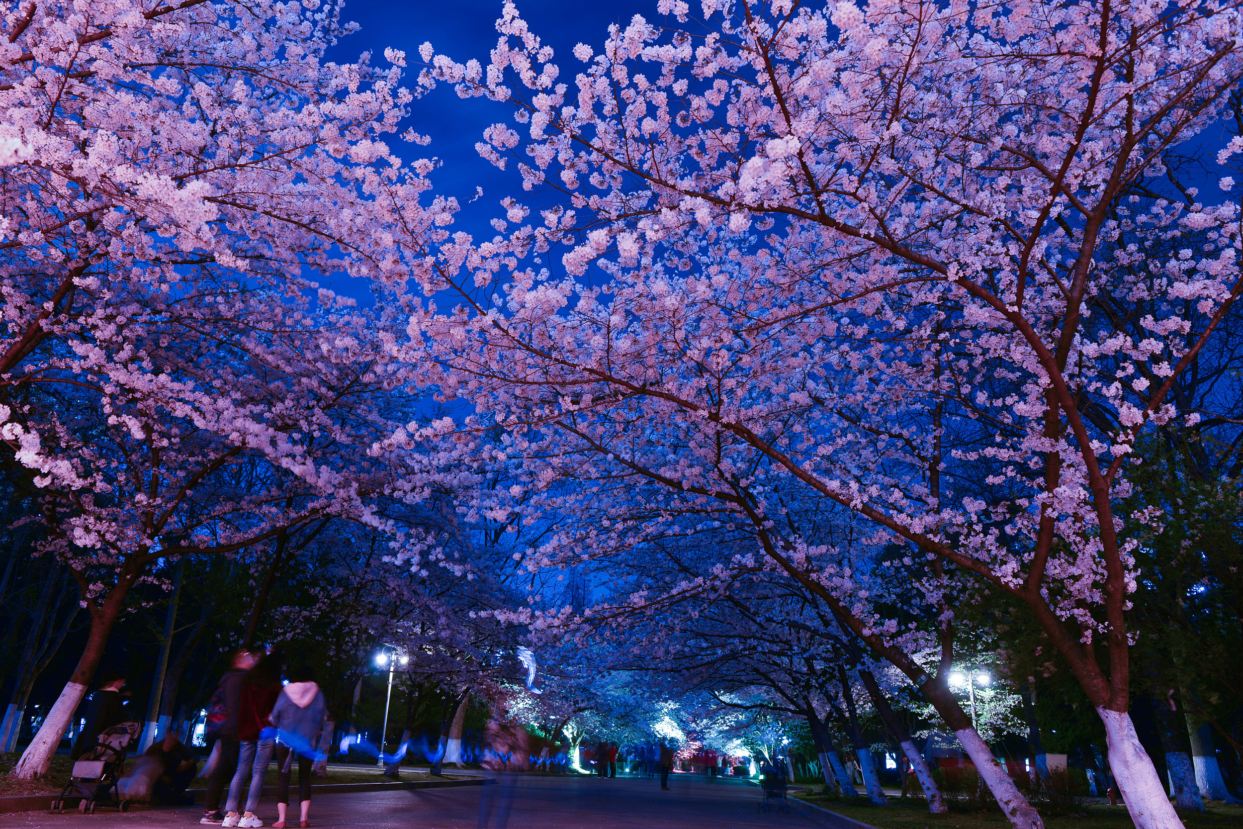 夜晚的樱花惊艳的绽放|摄影|风光|西索珈 - 原创作品 - 站酷 (ZCOOL)
