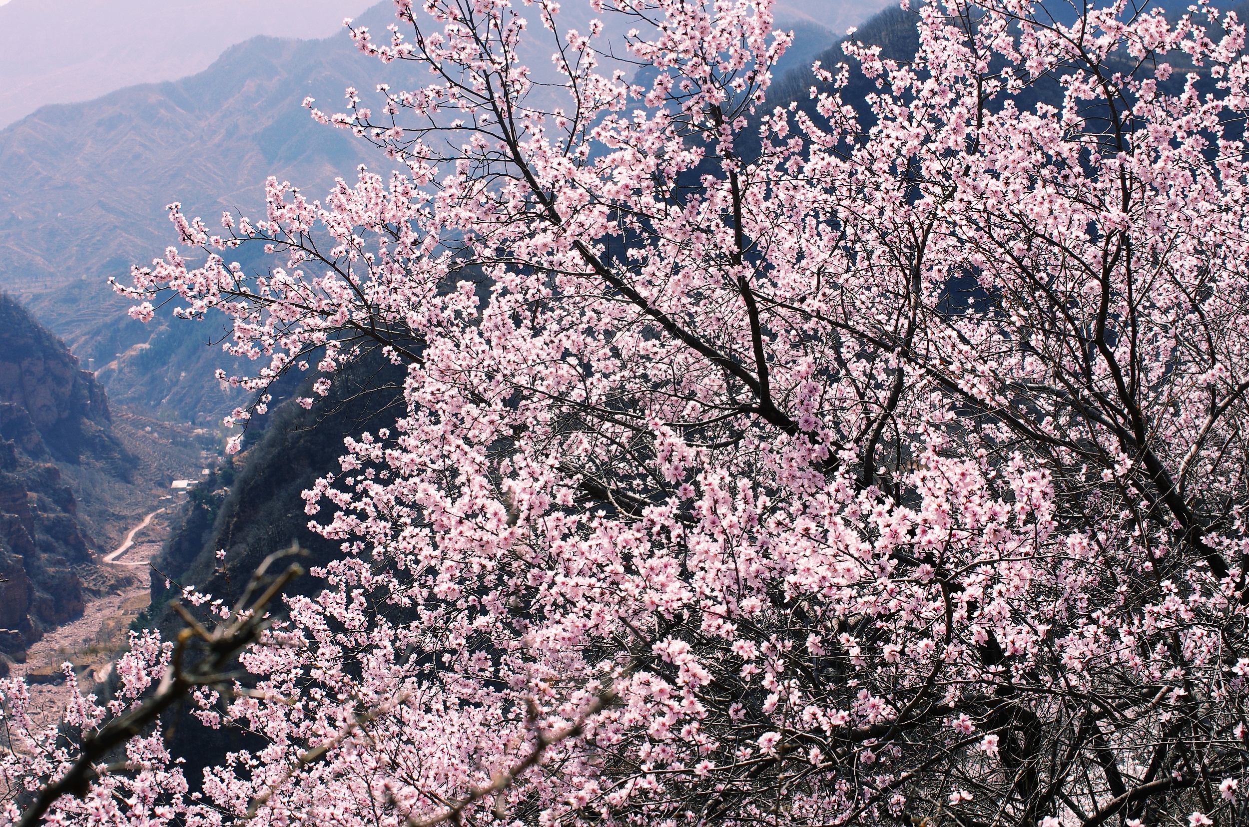 山桃花_山桃花观后感