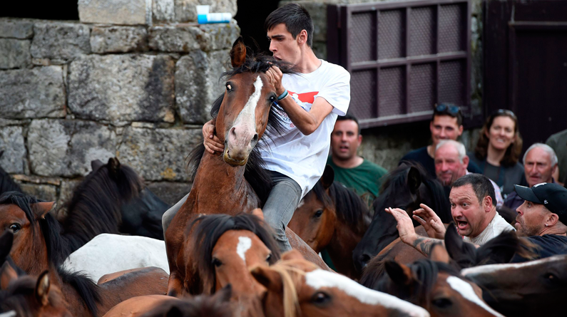 西班牙一村庄举办年度传统节日 民众与野马“较劲”场面惊险刺激 