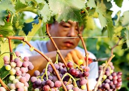 河北平乡：绿色葡萄助力农民增收