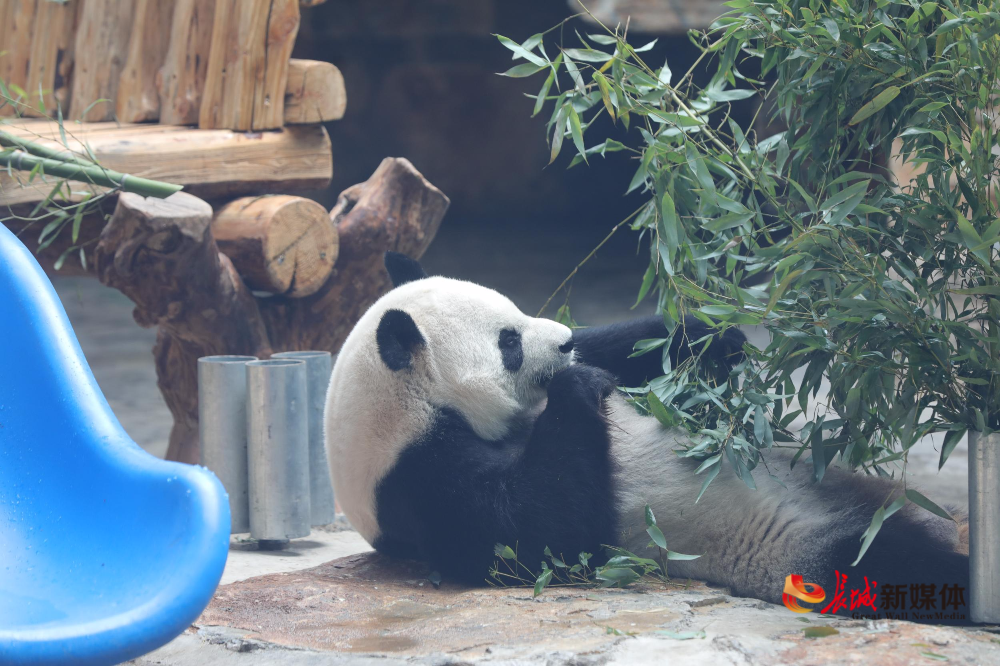 高清组德赢体育官网登录图！ “贤梦姐妹”来了！石家庄动物园喜迎两只新熊猫(图1)