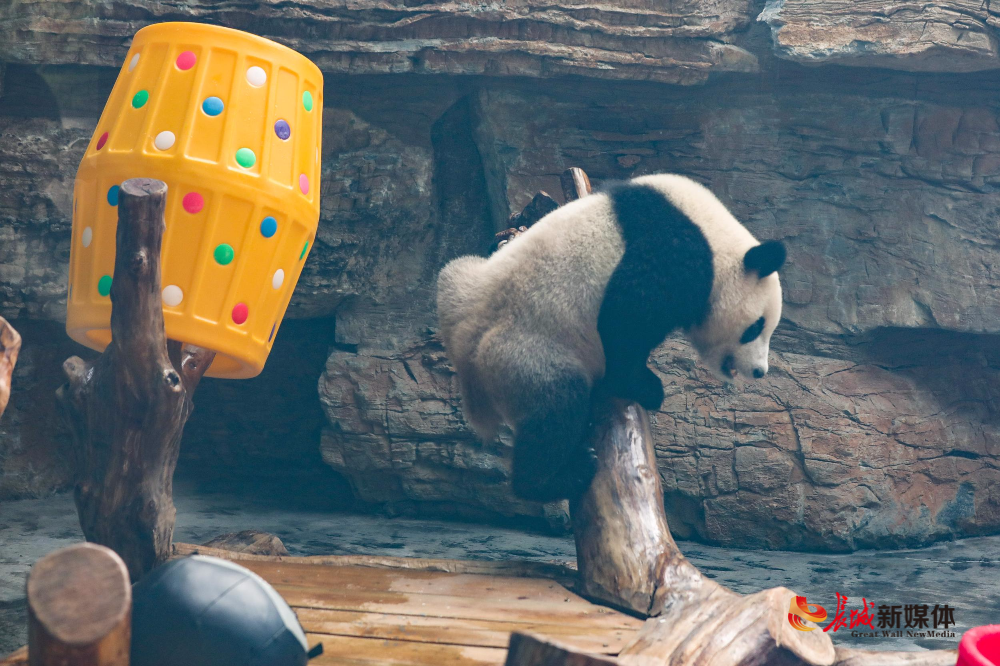 高清组德赢体育官网登录图！ “贤梦姐妹”来了！石家庄动物园喜迎两只新熊猫(图2)