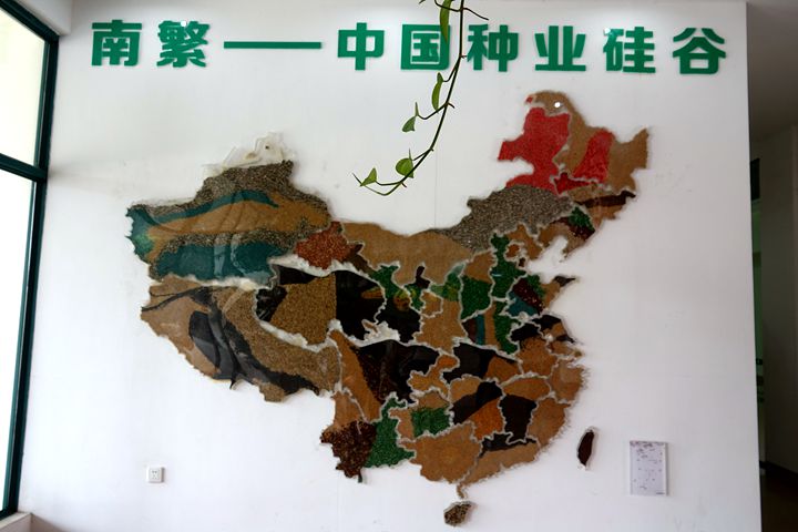 南繁基地种子拼成的中国地图.记者 李代姣 摄