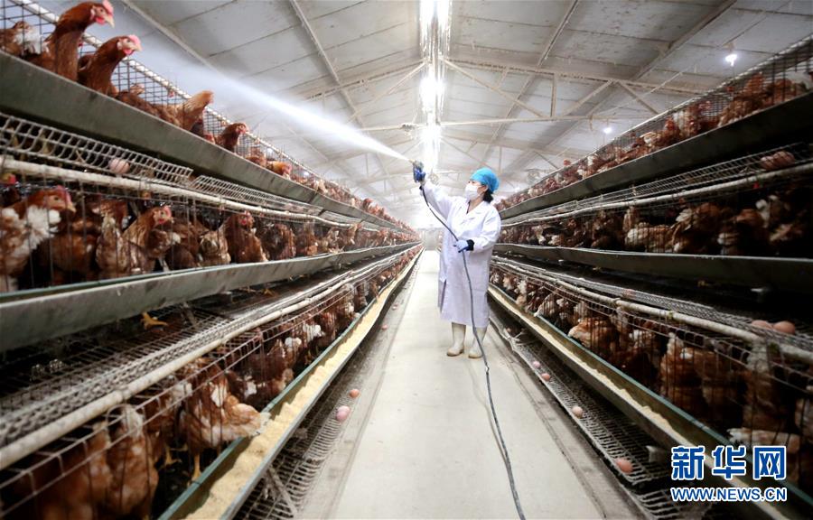 河北:稳定畜禽生产 保障产品供应