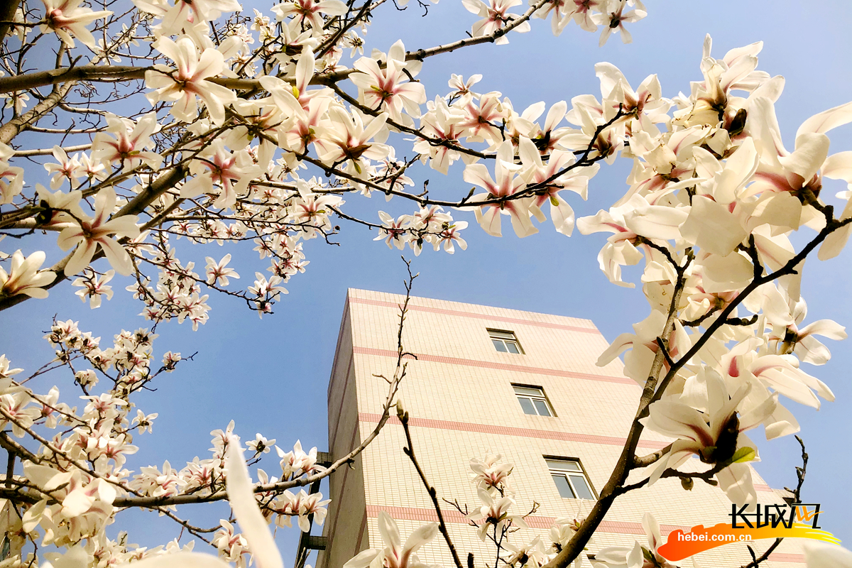 唐山师范学院:花开满目春 扮美校园