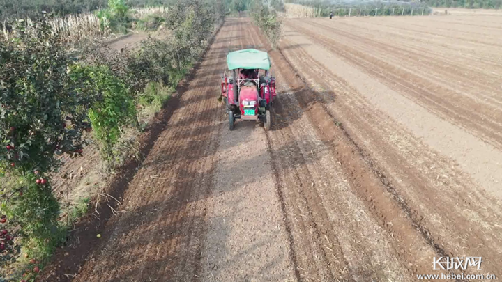 曲周县播种小麦20余万亩占全县播种小麦面积的5成以上