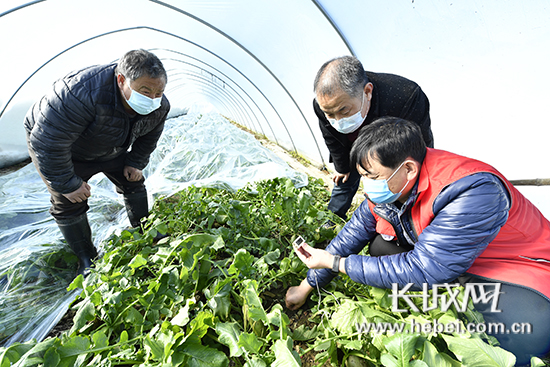 河北文安：防寒防冻 保障农业生产
