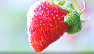 地理标志农产品：满城草莓