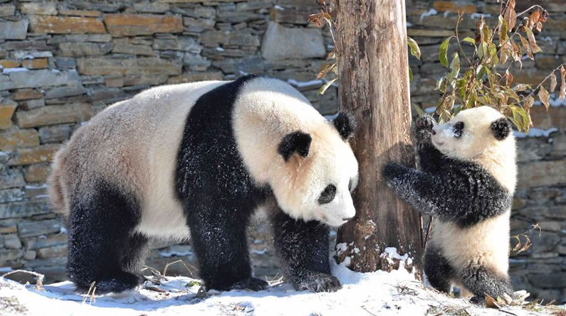 熊貓樂享冰雪