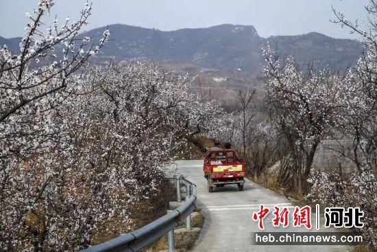 图为村民驾驶农用车行驶在花间的路上。 杜双玲 摄