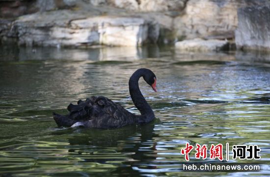 黑天鹅。 石家庄市动物园供图