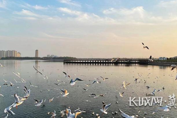 渤海新區：由白到綠 看昔日鹽堿灘變身城市綠核